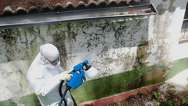 Trusted Bathroom Mold Removal service in San Antonio, FL - Cheap Mold Removal